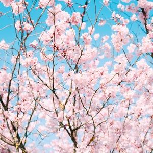 Meet your Posher, Tika